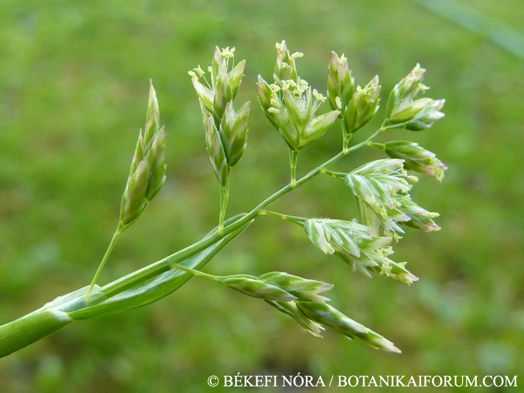 Poa annua L.