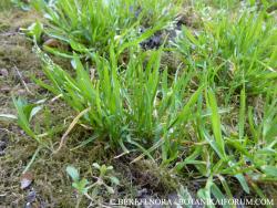 Poa annua L. 2.Image
