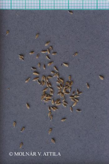 Poa annua L. 3.Image