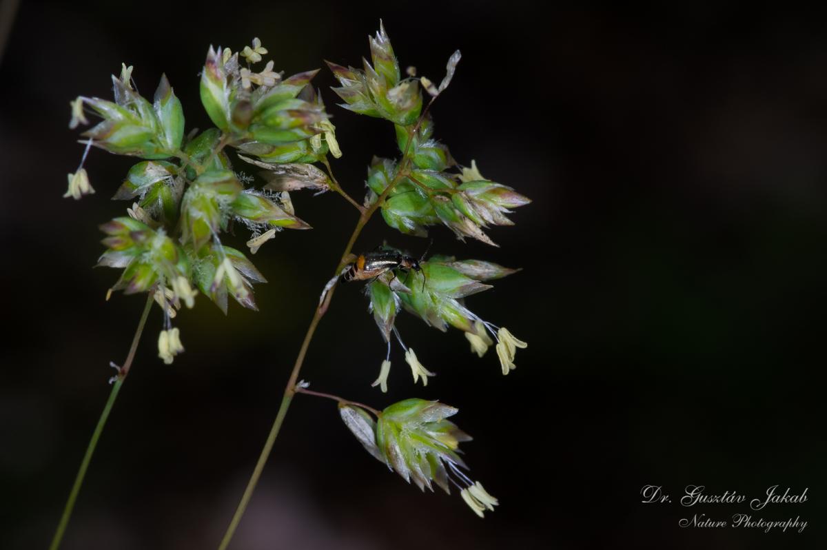 Poa badensis Haenke ex Willd.