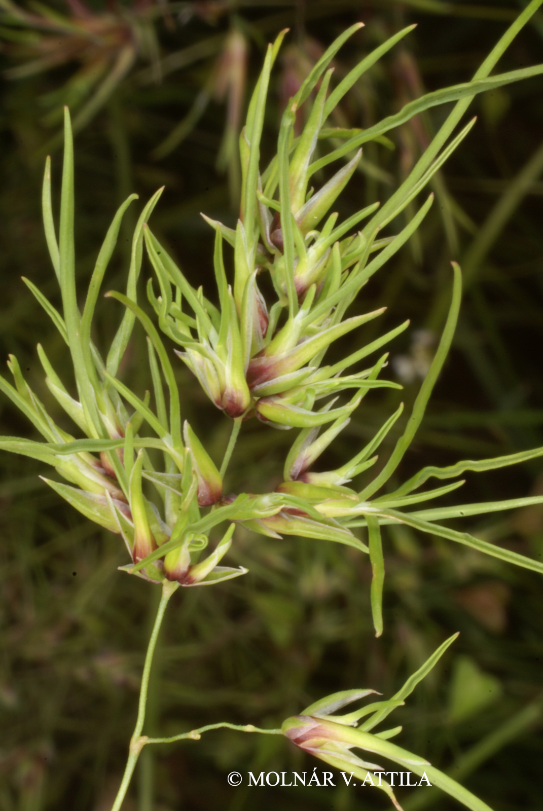 Poa bulbosa L.