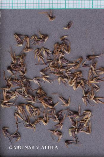 Poa bulbosa L. 2.Image