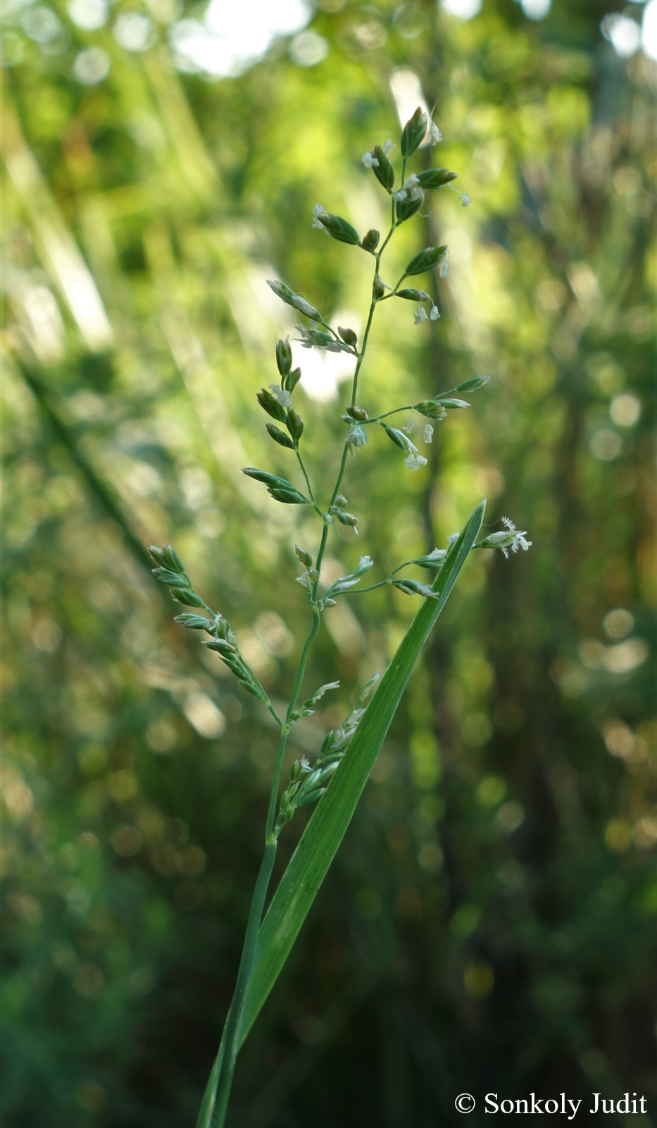 Poa compressa L.