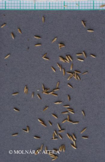 Poa compressa L. 2.Image