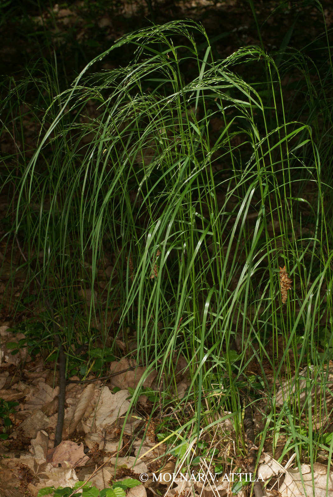 Poa nemoralis L.