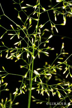 Poa nemoralis L. 3.Image