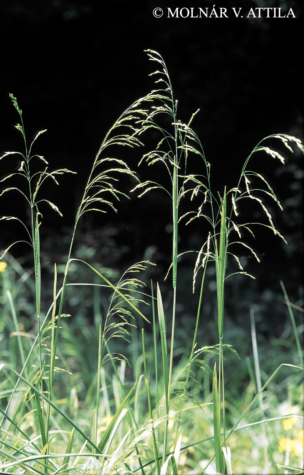 Poa remota Forselles