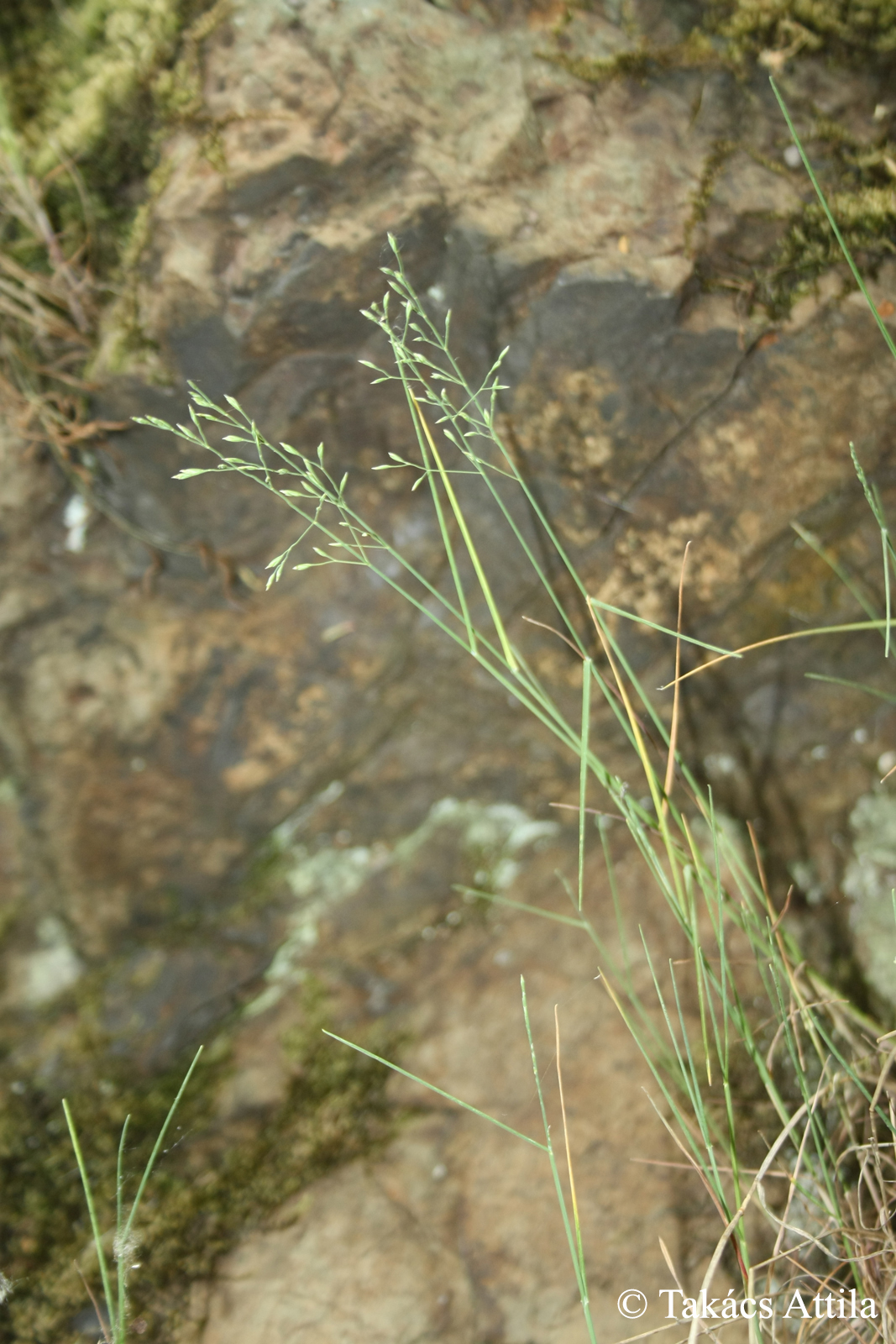 Poa scabra Kit.