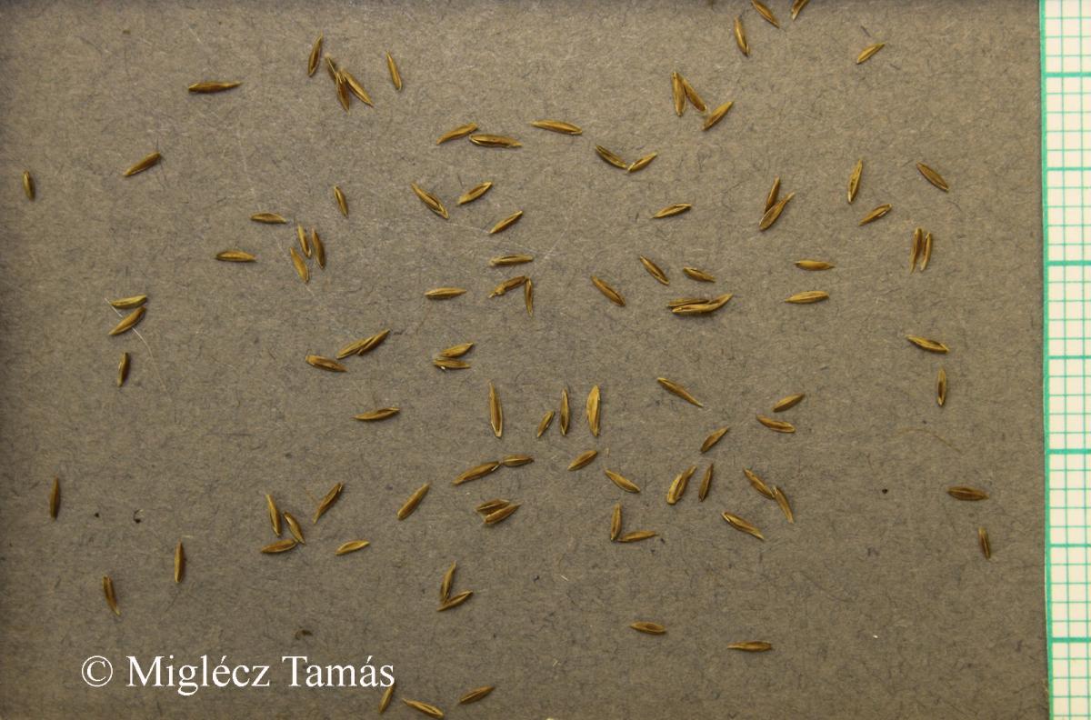 Poa trivialis L.