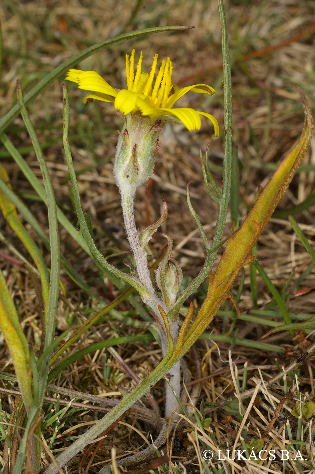 Podospermum canum (C.A. Mey.) Griseb.