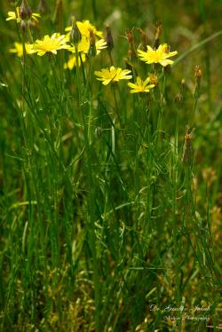 Podospermum canum (C.A. Mey.) Griseb. 2.Kép
