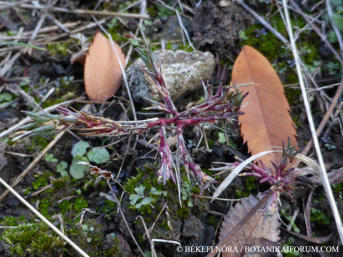 Polycnemum arvense L.