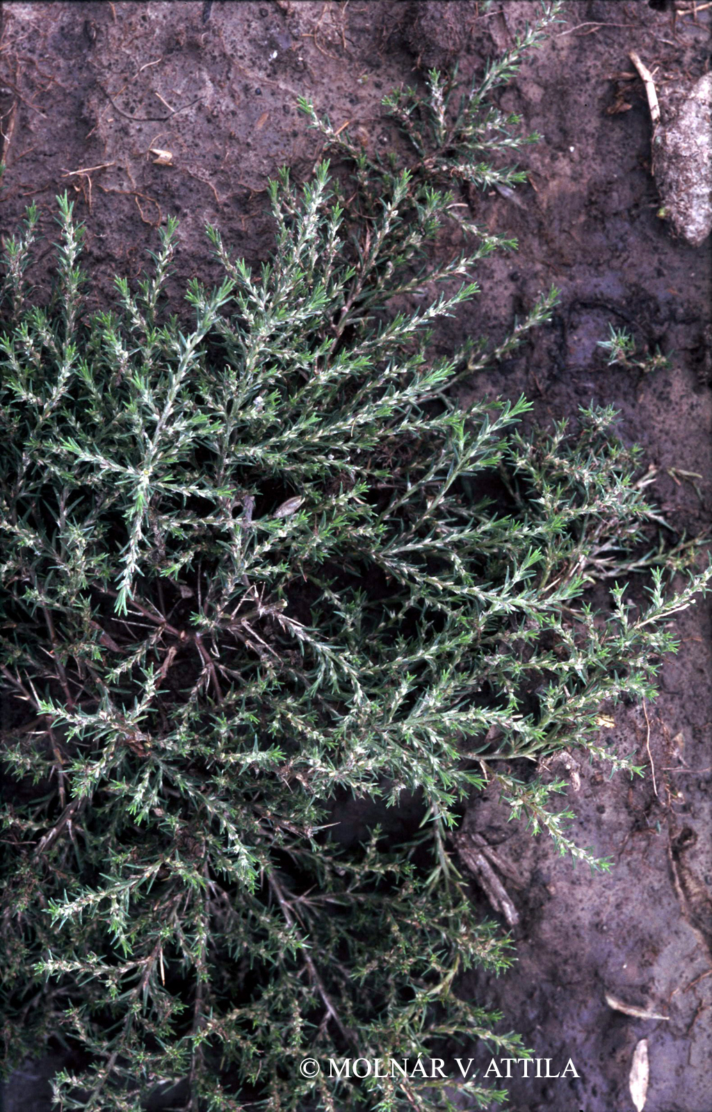 Polycnemum majus A. Braun