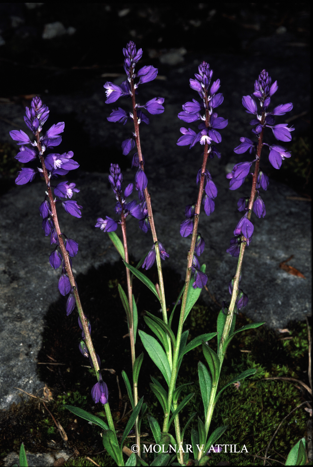 Polygala amara L.