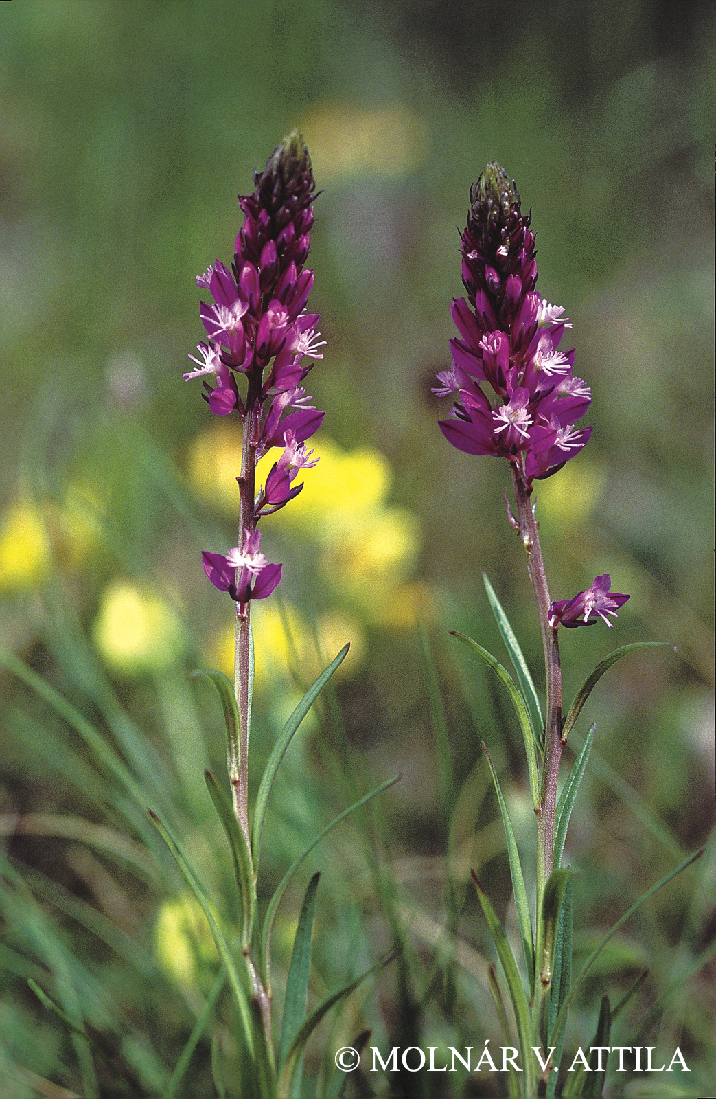 Polygala comosa Schkuhr