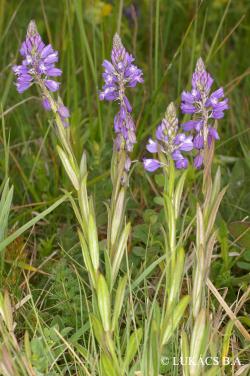 Polygala comosa Schkuhr 2.Image