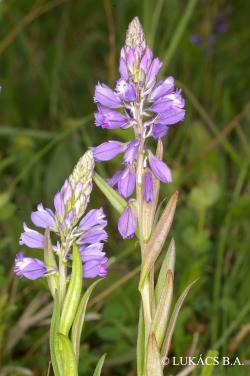 Polygala comosa Schkuhr 3.Image