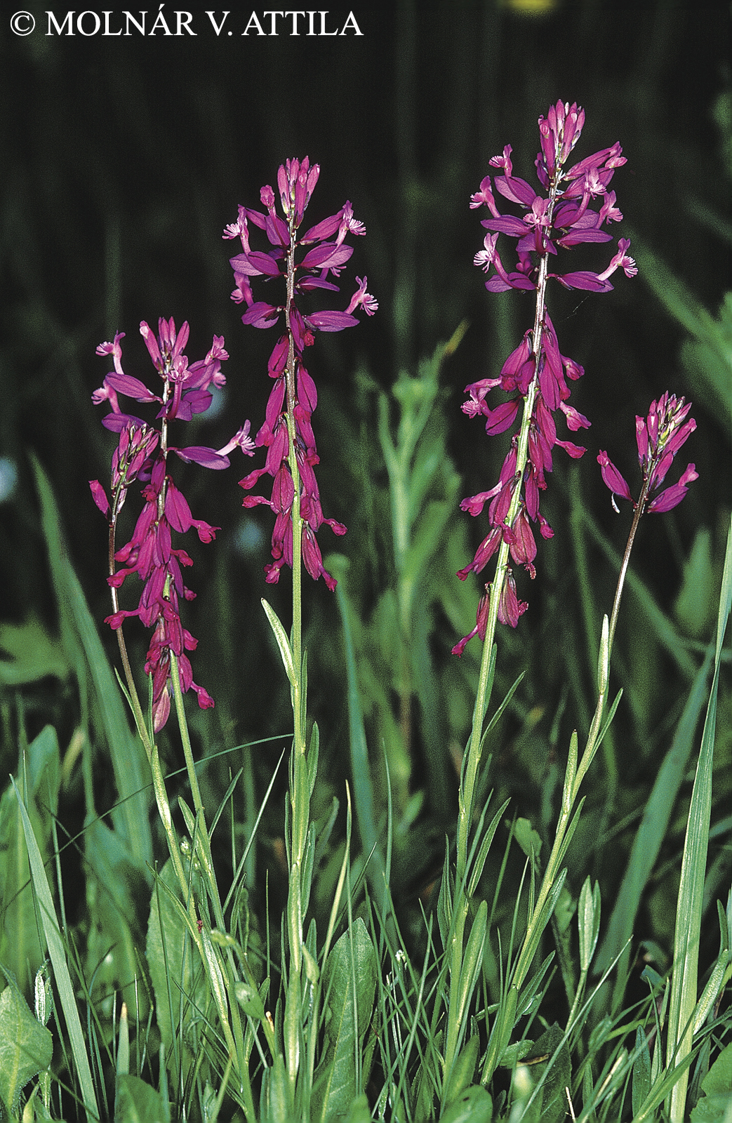 Polygala major Jacq.