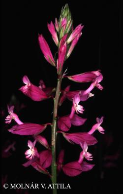 Polygala major Jacq. 2.Image
