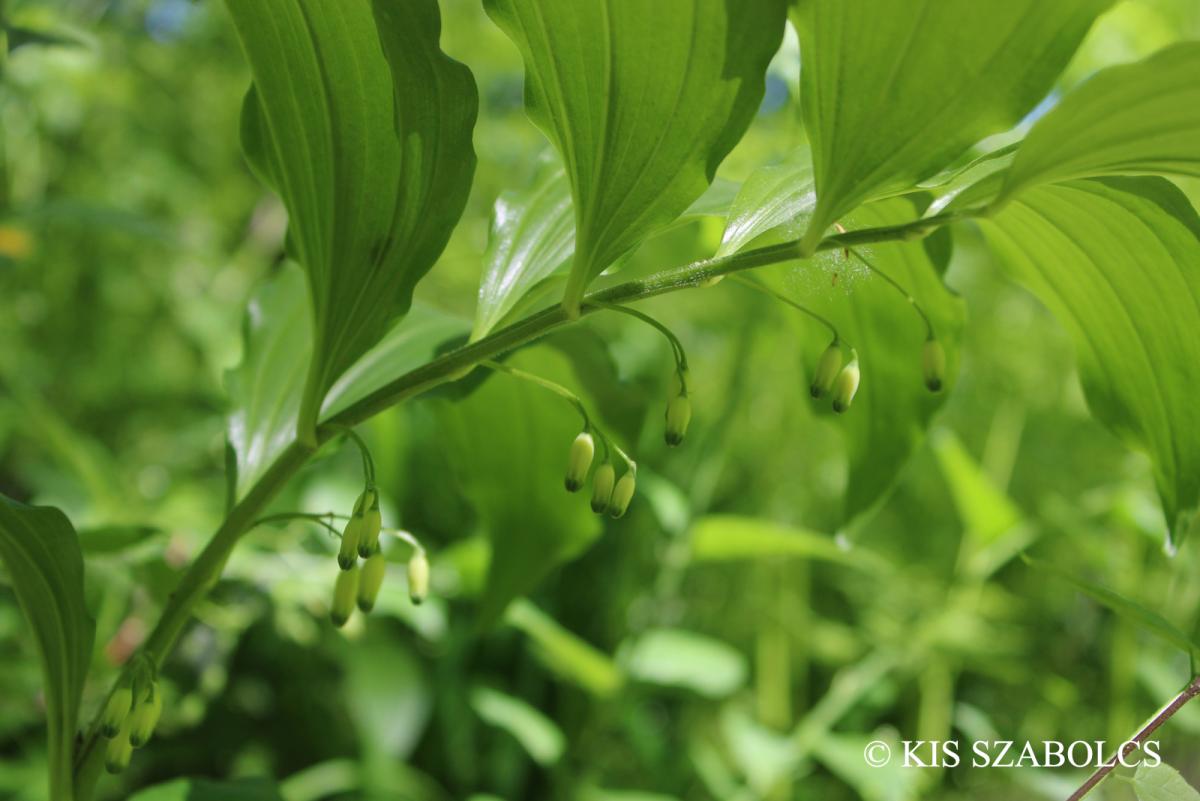Polygonatum latifolium (Jacq.) Desf.