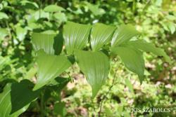 Polygonatum latifolium (Jacq.) Desf. 2.Image