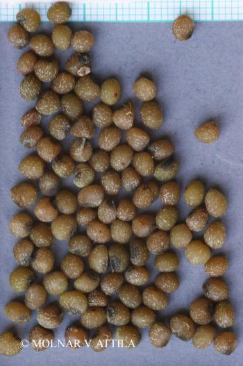 Polygonatum latifolium (Jacq.) Desf. 3.Image