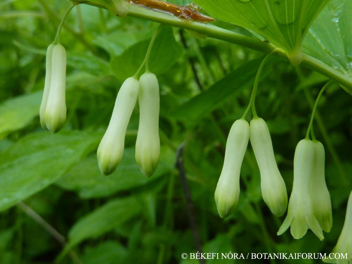 Polygonatum multiflorum (L.) All.