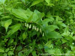 Polygonatum multiflorum (L.) All. 2.Image
