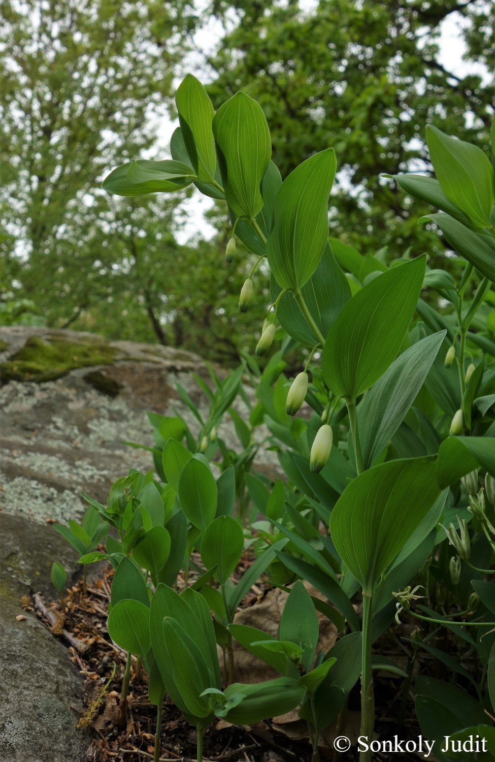 Polygonatum odoratum (Mill.) Druce
