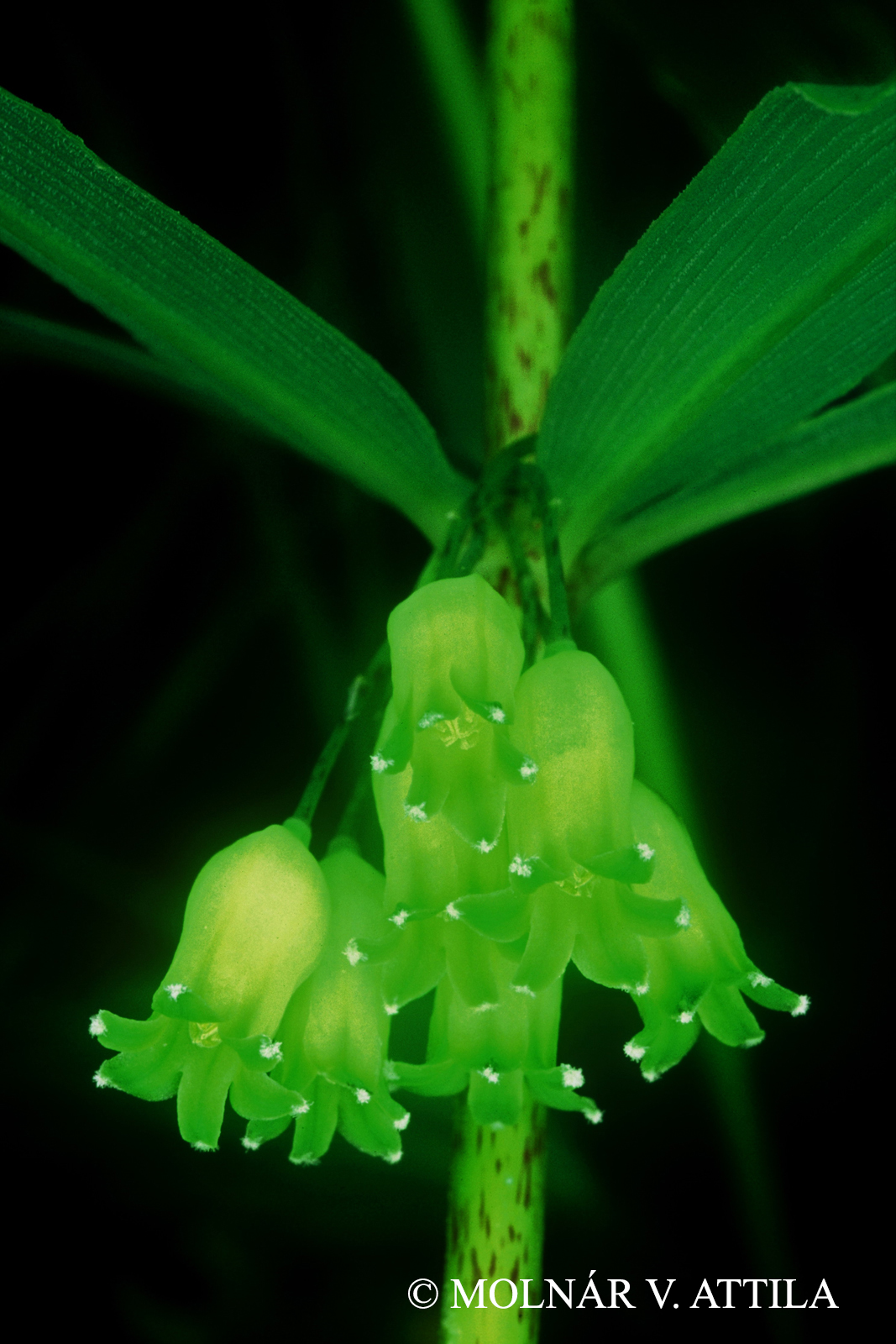 Polygonatum verticillatum (L.) All.