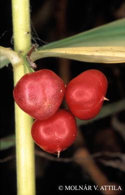 Polygonatum verticillatum (L.) All. 2.Image