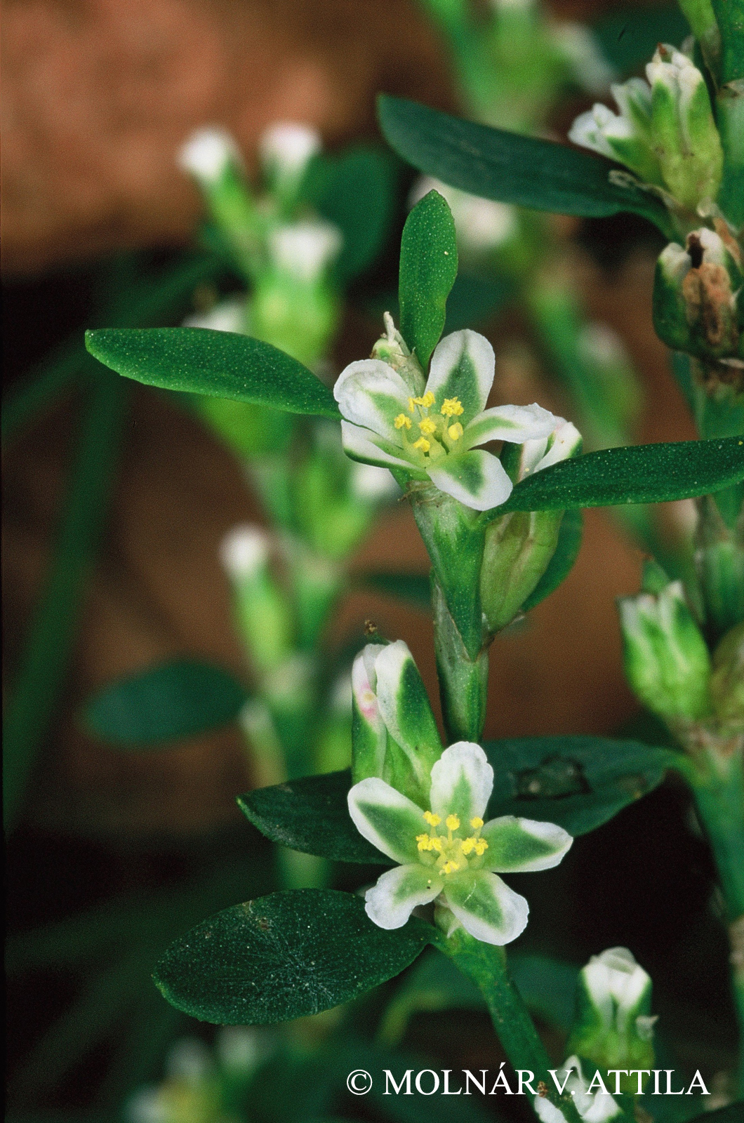 Polygonum aviculare agg.