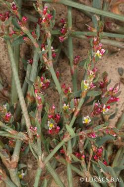 Polygonum aviculare agg. 2.Image