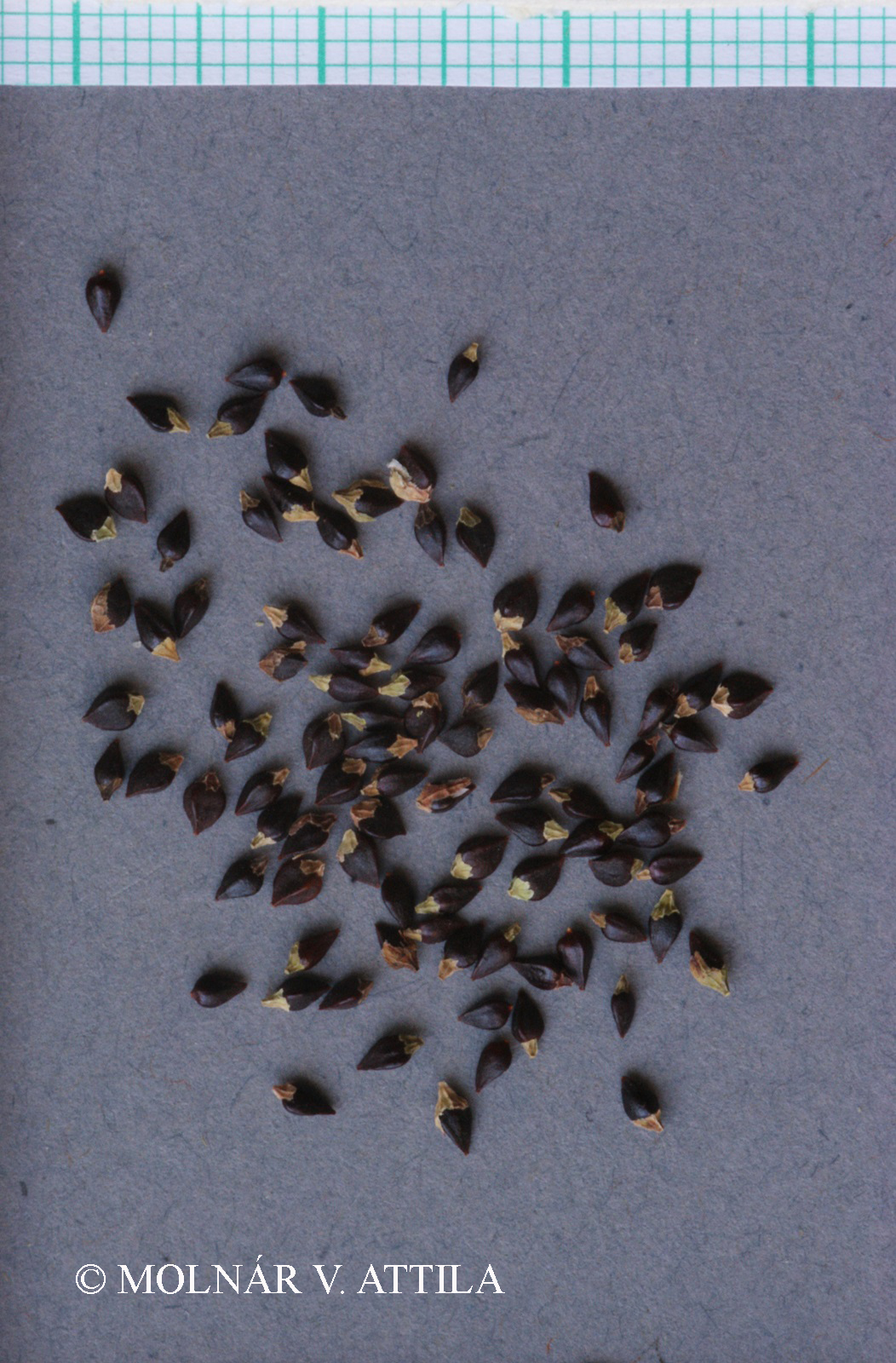 Polygonum bellardii All.