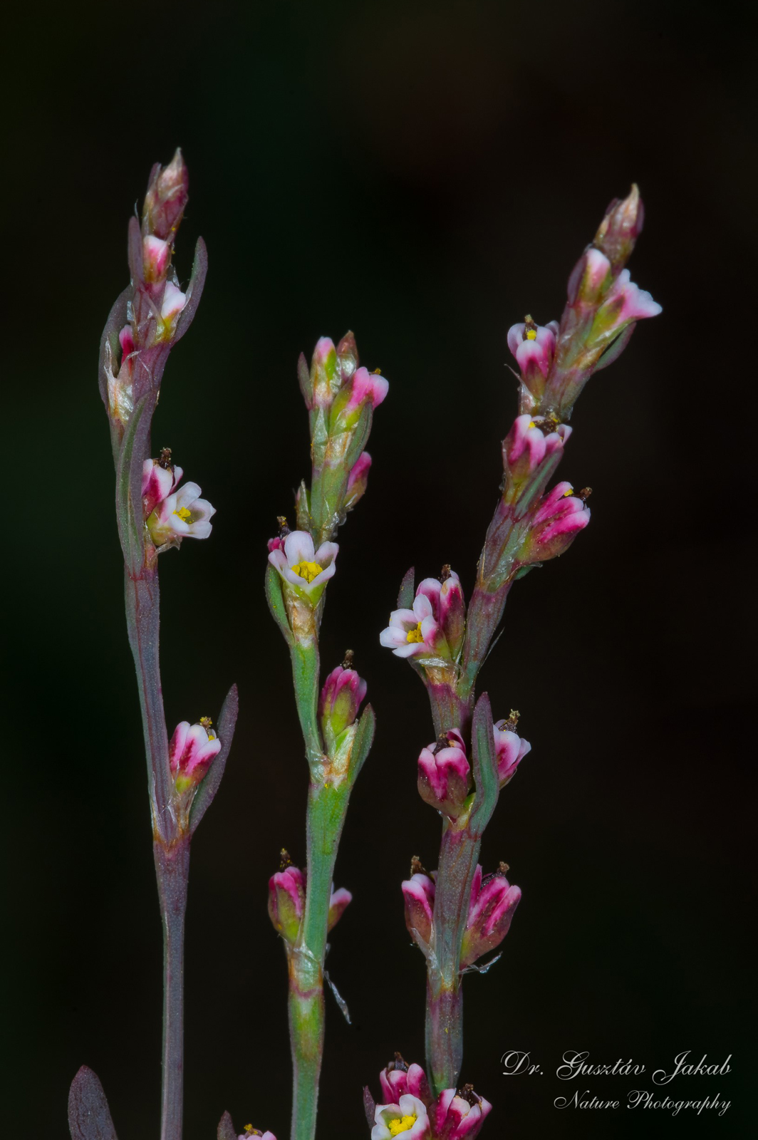 Polygonum rurivagum Jord.