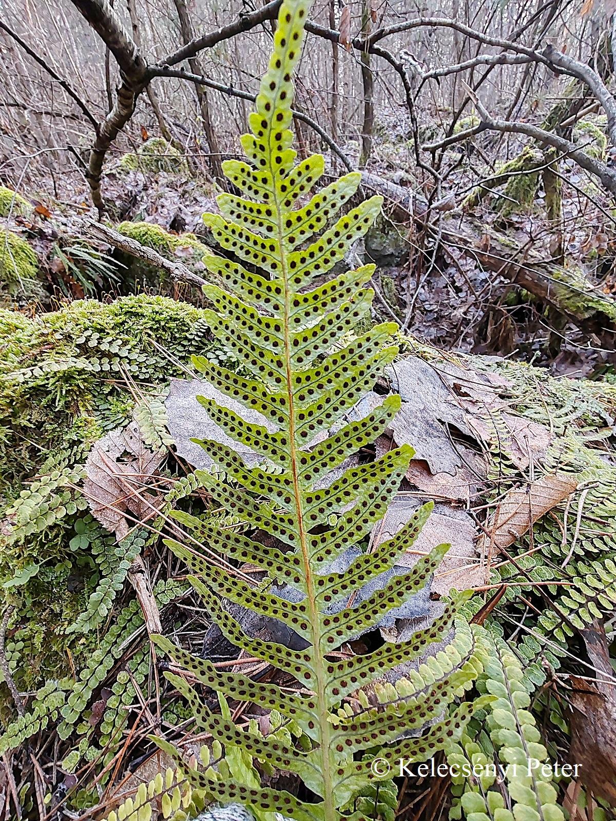 Polypodium interjectum Shivas