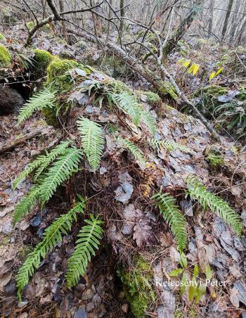 Polypodium interjectum Shivas 2.Image