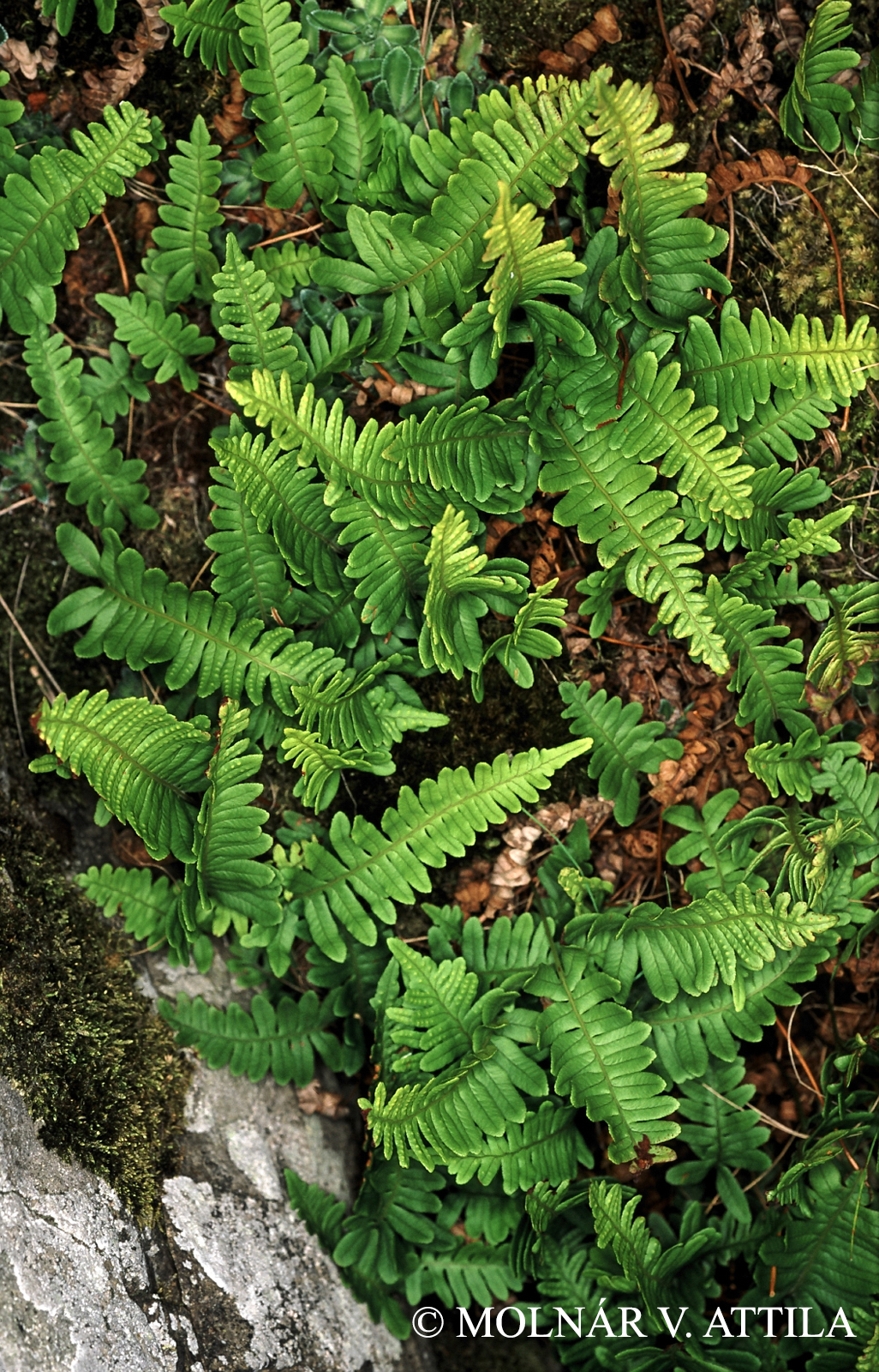 Polypodium vulgare L. s. str.