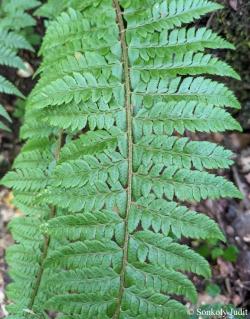 Polystichum aculeatum (L.) Roth 2.Kép