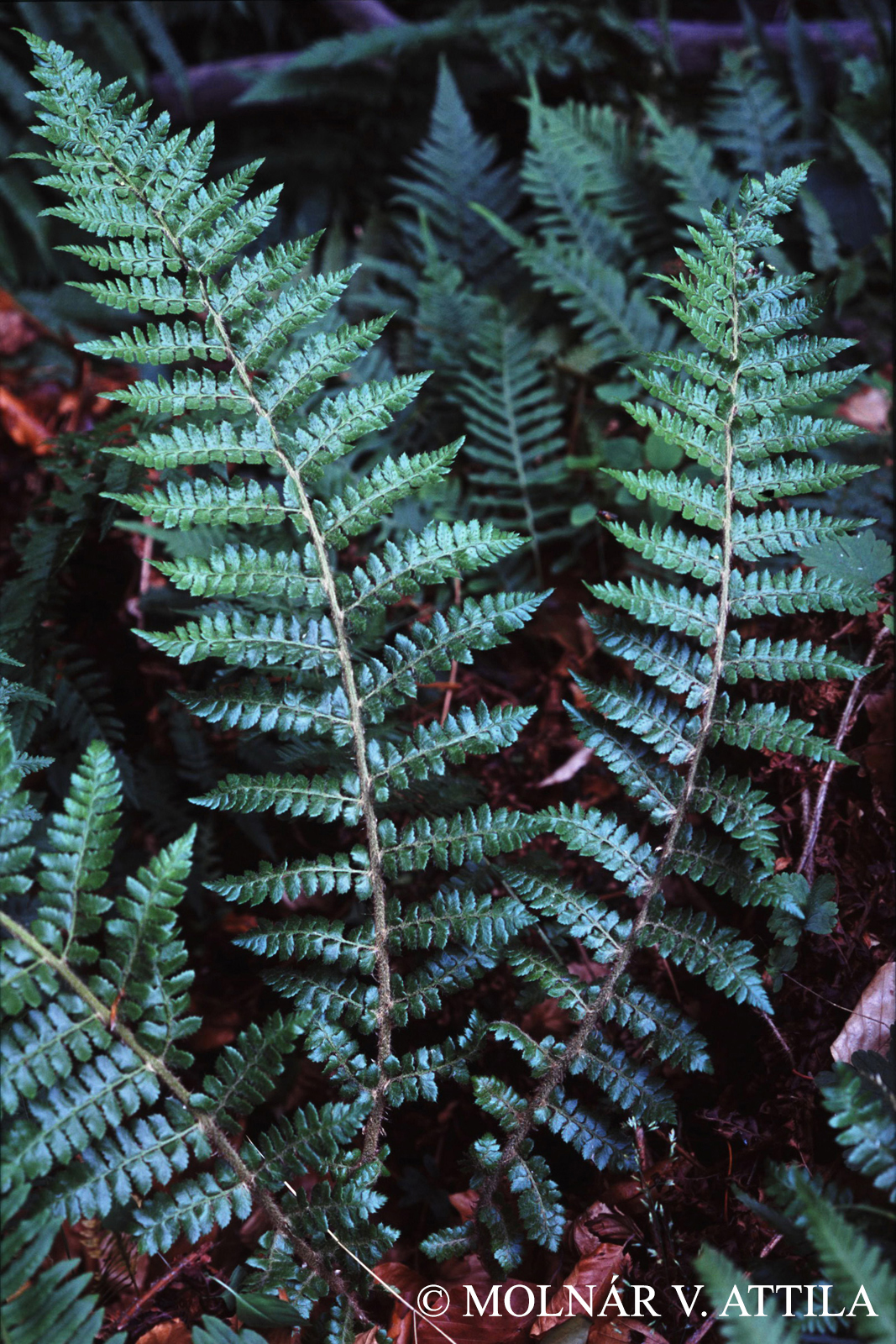 Polystichum braunii (Spenner) Fée