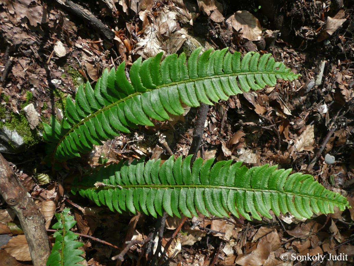 Polystichum lonchitis (L.) Roth
