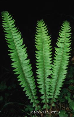 Polystichum lonchitis (L.) Roth 2.Image
