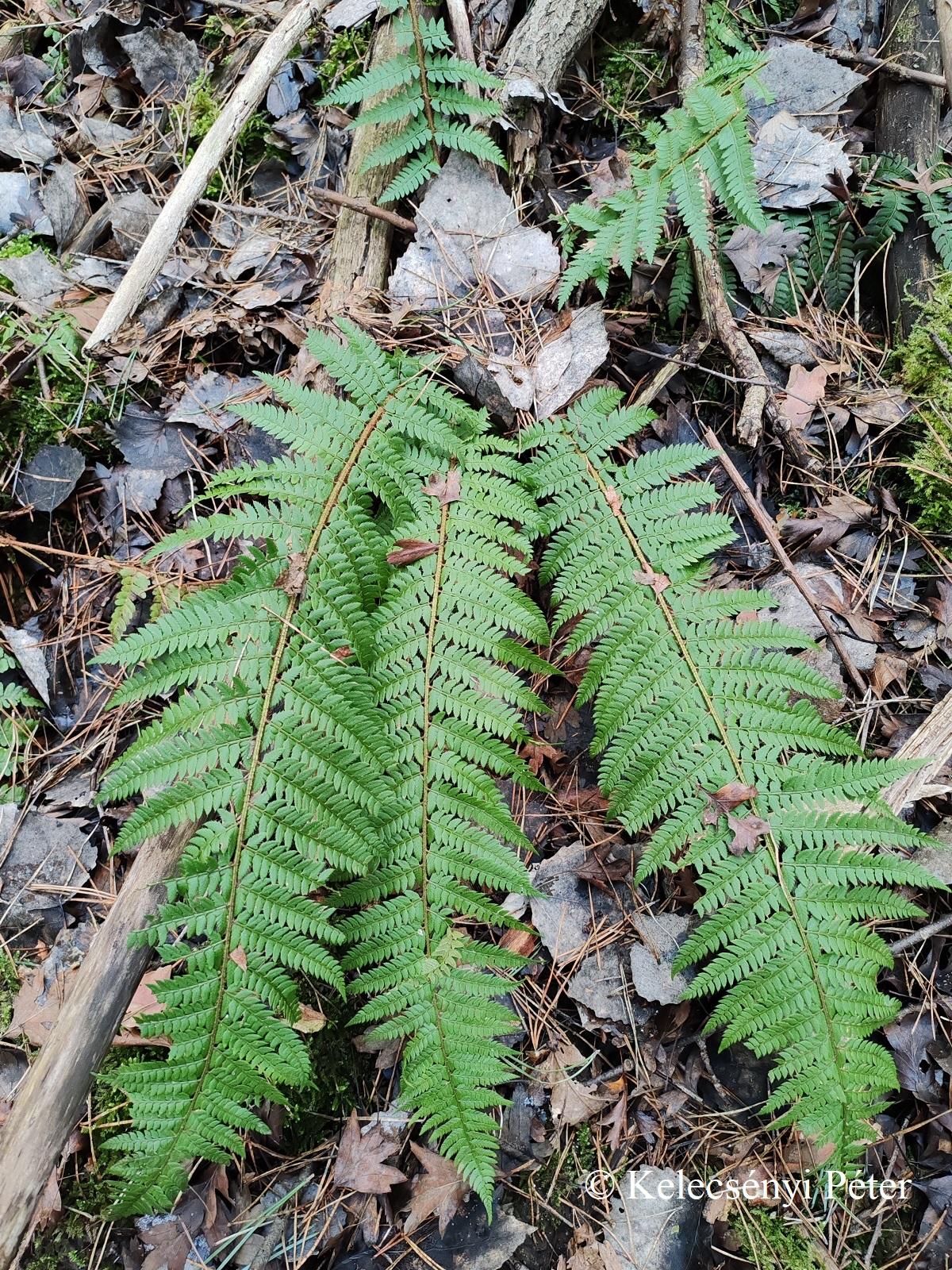 Polystichum setiferum (Forssk.) Woyn.