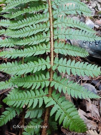 Polystichum setiferum (Forssk.) Woyn. 2.Kép
