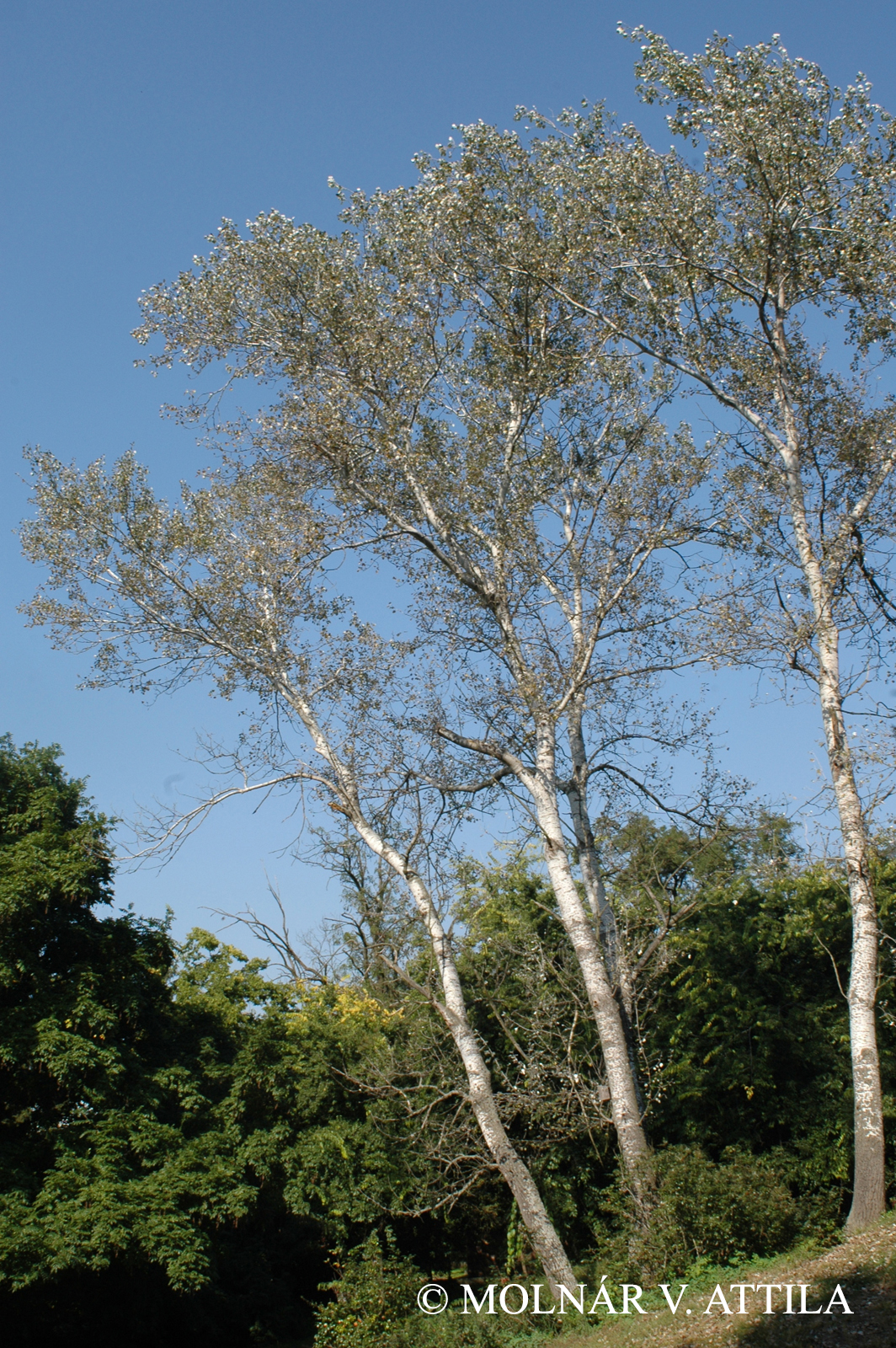 Populus alba L.