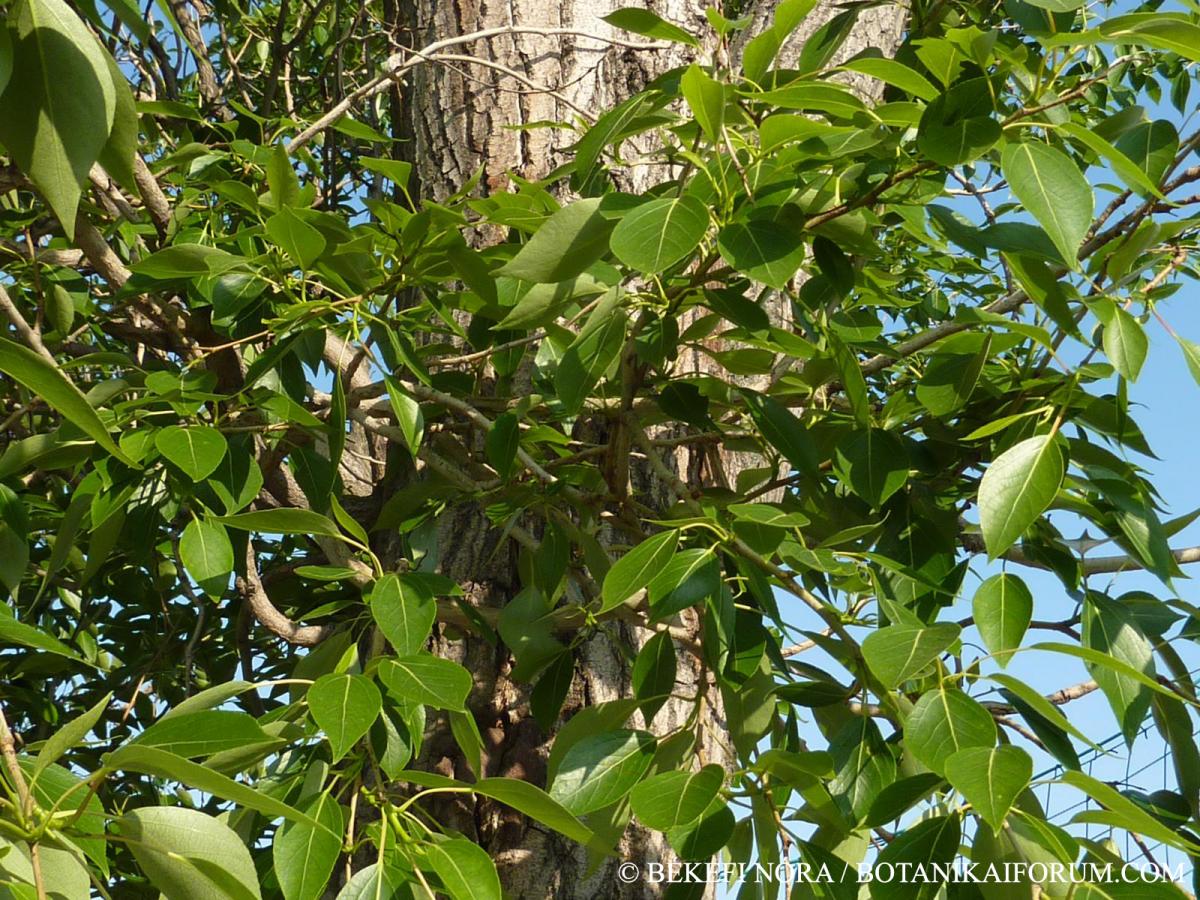 Populus simonii Carrière