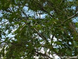 Populus simonii Carrière 2.Image