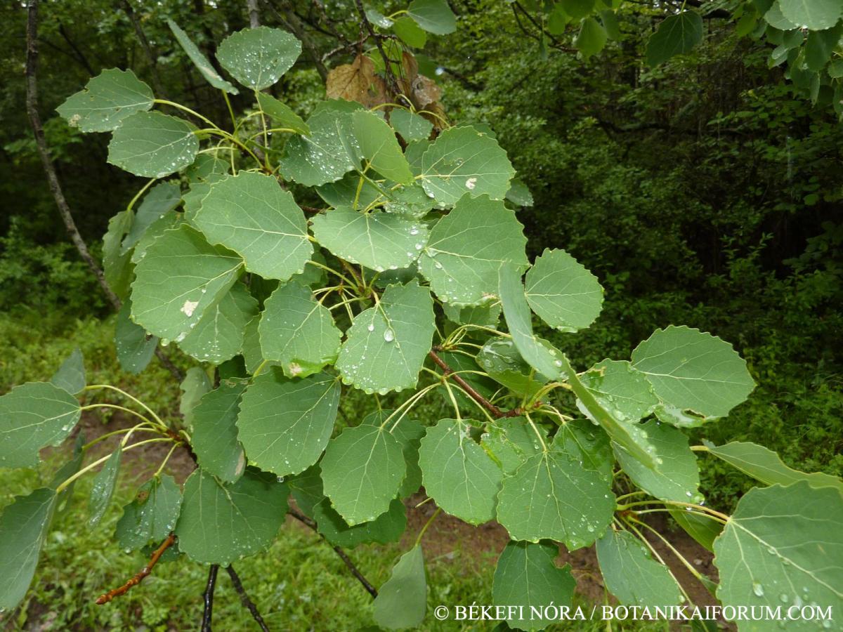 Populus tremula L.