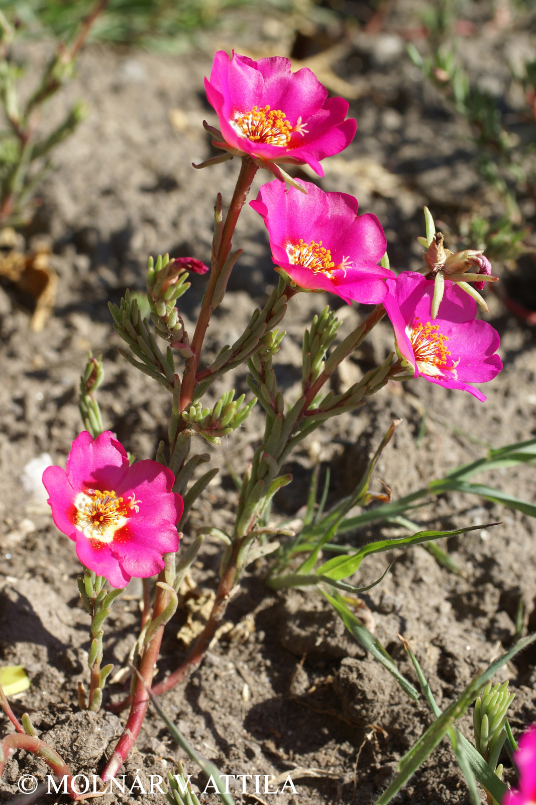 Portulaca grandiflora Hook.