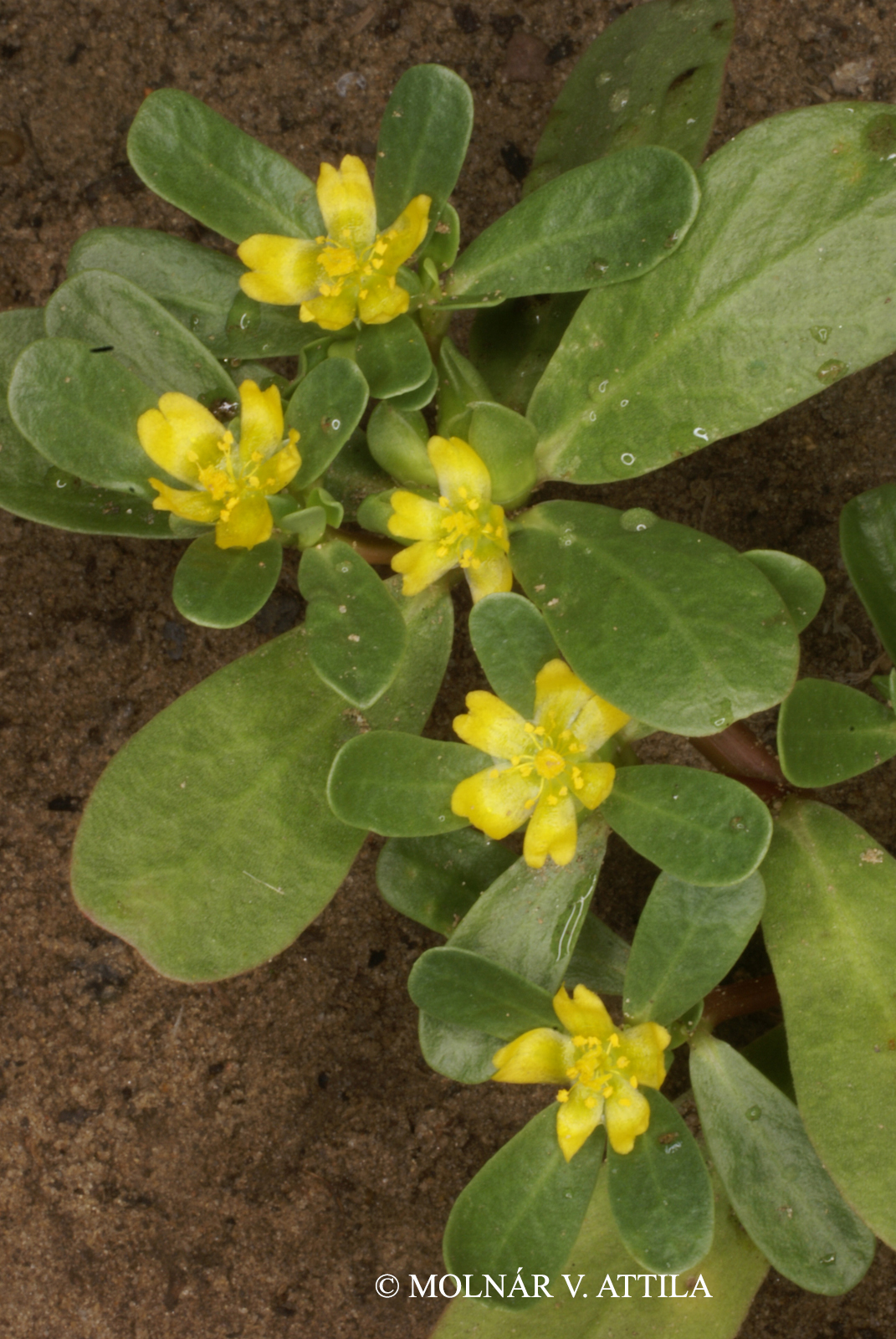 Portulaca oleracea L.